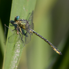 Gomphus flavipes